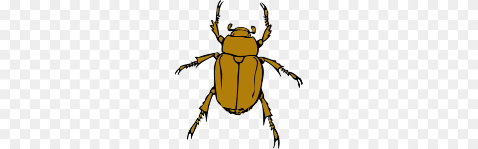 Beetle Clip Art, Person, Animal, Dung Beetle, Insect Free Png