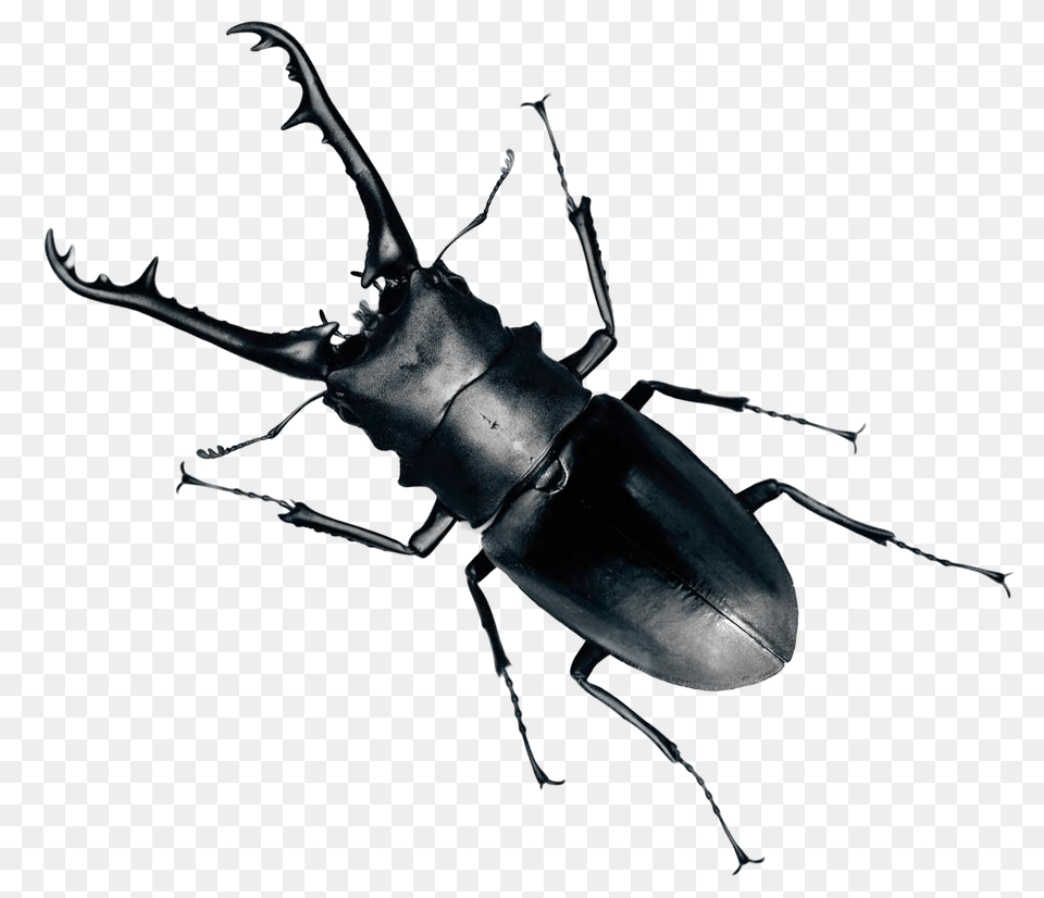 Beetle Clip Art Beetle, Animal Free Png