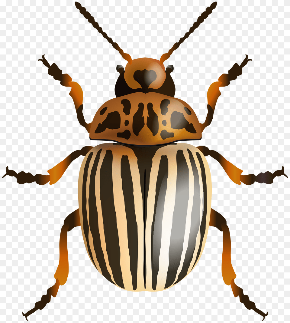 Beetle Clip Art Image, Food, Nut, Plant, Produce Free Transparent Png