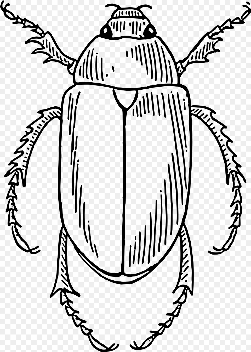Beetle Clip Arts Beetle Line Art, Gray Free Png Download