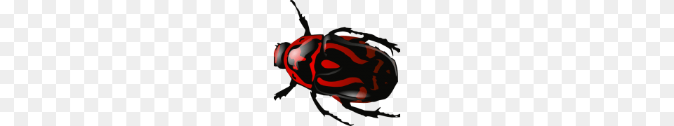 Beetle Clipart, Animal, Tool, Device, Grass Free Transparent Png