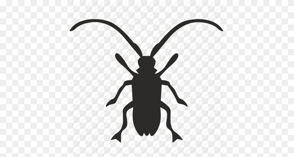 Beetle Clipart Beatle, Animal, Bee, Insect, Invertebrate Png Image