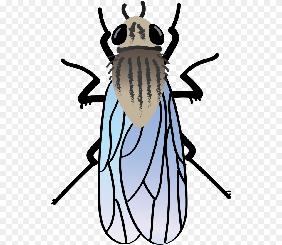 Beetle Clipart Download, Animal, Bee, Honey Bee, Insect Free Transparent Png