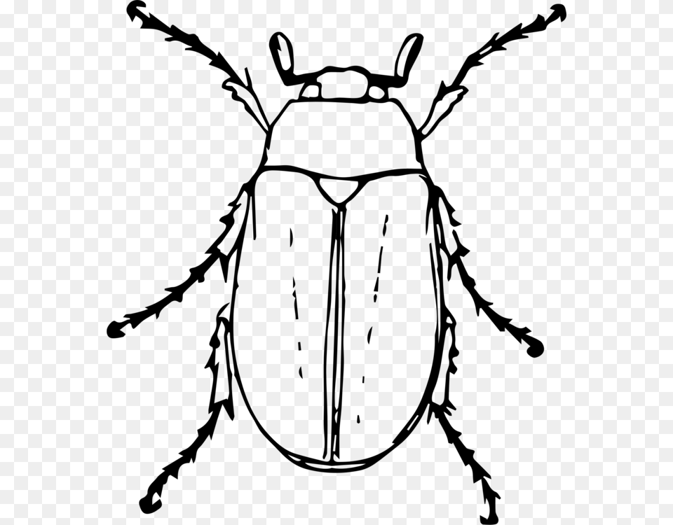 Beetle Drawing Black And White Animal Cockchafer, Gray Png Image