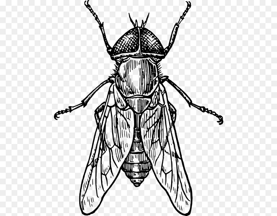 Beetle Drawing Insect Wing Line Art Fly, Gray Free Transparent Png