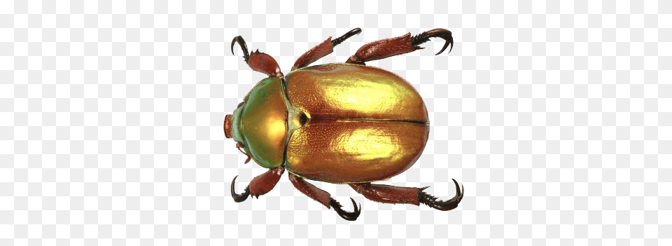 Beetle Gold Top, Animal, Insect, Invertebrate, Dung Beetle Png