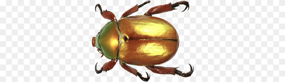 Beetle Gold Top Christmas Beetle South Africa, Animal, Insect, Invertebrate, Dung Beetle Png Image