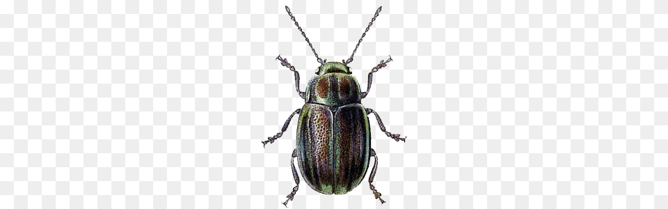 Beetle Green Brown Animal, Accessories, Jewelry, Locket Free Transparent Png