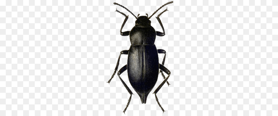 Beetle Green Brown Transparent, Animal, Insect, Invertebrate Png