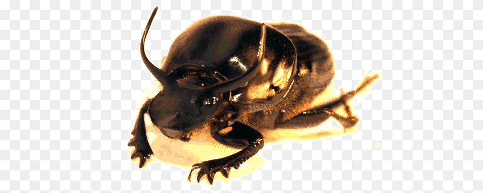 Beetle High Quality Japanese Rhinoceros Beetle, Animal, Bee, Insect, Invertebrate Png Image