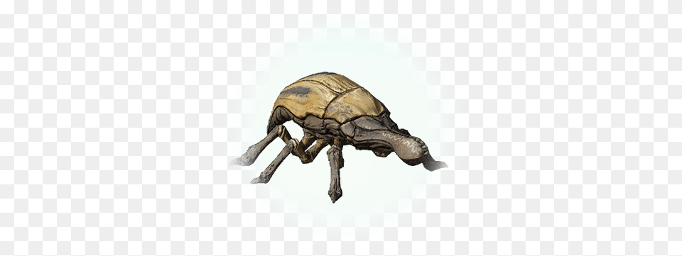 Beetle Icon, Animal, Reptile, Sea Life, Turtle Free Png Download