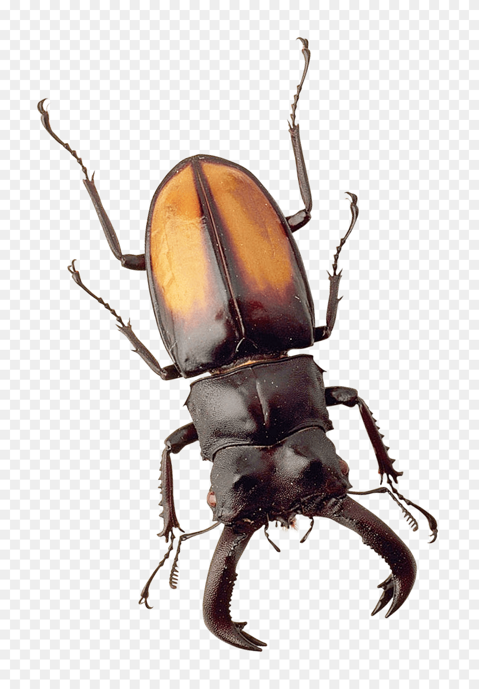 Beetle Image, Animal, Food, Invertebrate, Lobster Png