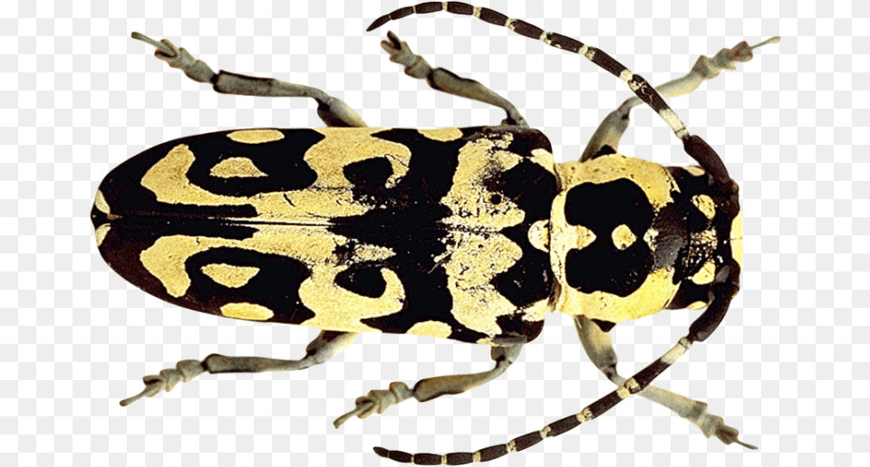 Beetle Beetles, Animal, Bee, Insect, Invertebrate Png Image