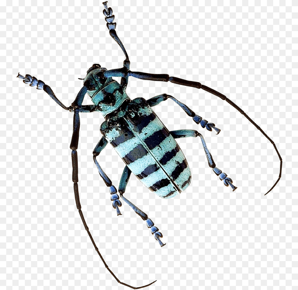 Beetle Image Tiger Beetle Background, Animal, Bee, Insect, Invertebrate Free Transparent Png