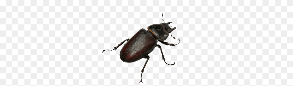 Beetle Images, Animal, Insect, Invertebrate, Dung Beetle Free Png Download