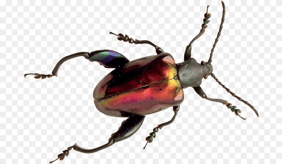 Beetle Images Beetle, Animal, Insect, Invertebrate, Dung Beetle Free Png Download