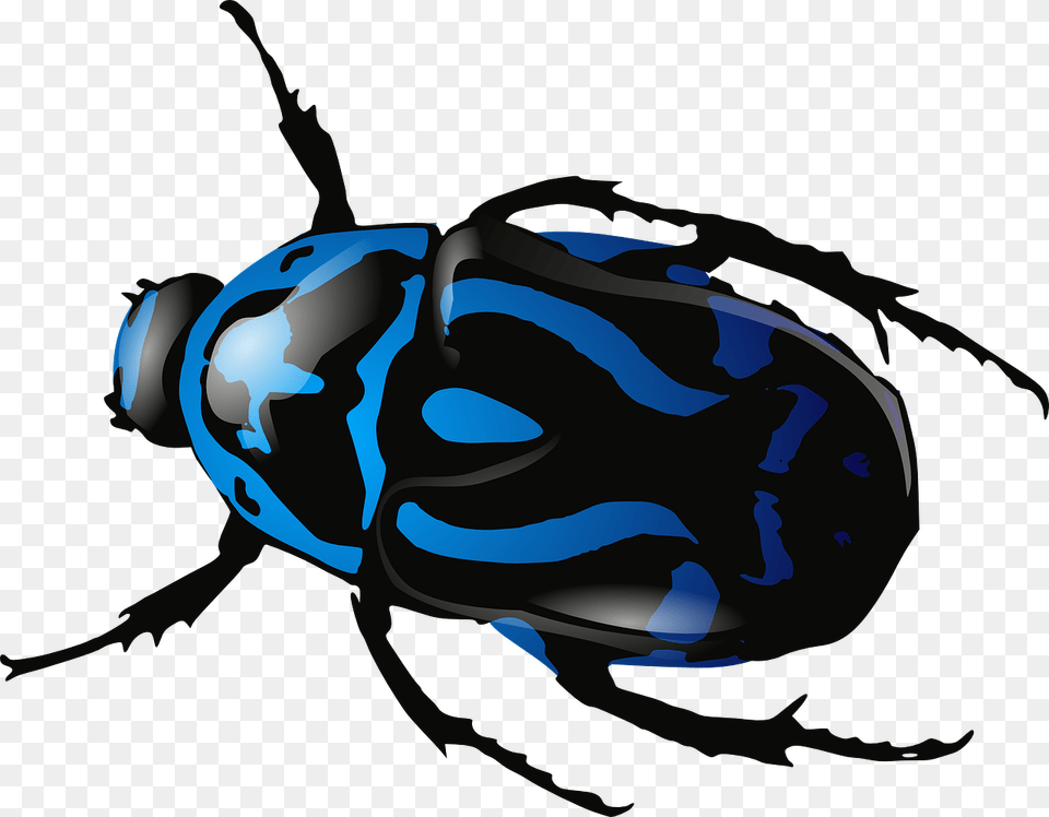 Beetle Insect Bug Black And Blue Beetle, Animal, Baby, Person, Dung Beetle Png