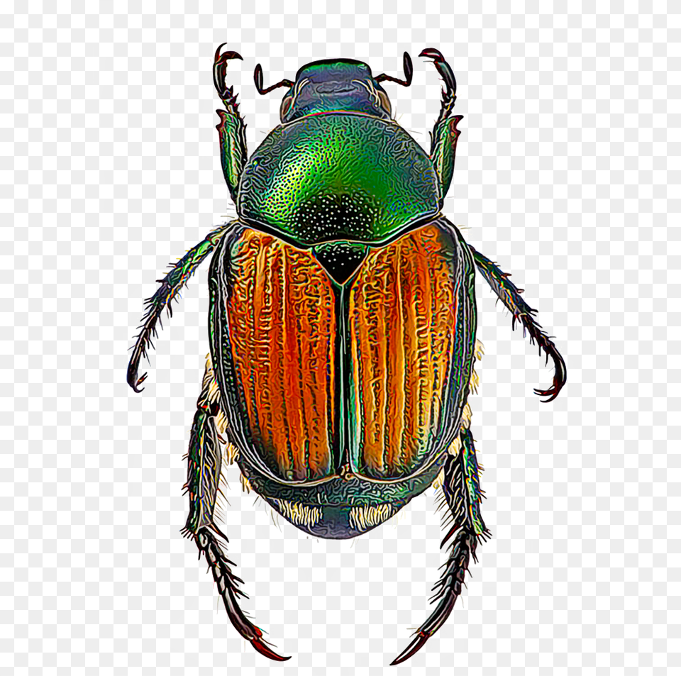 Beetle Insects, Animal, Person, Dung Beetle, Insect Png Image