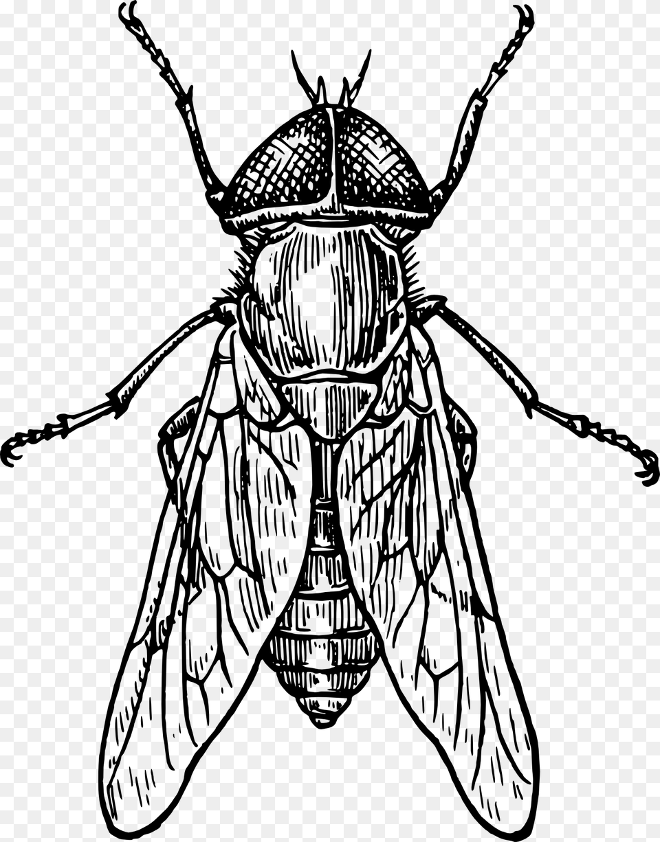 Beetle Mosquito Drawing Clip Art Insect Black And White, Animal, Person, Fly, Invertebrate Png