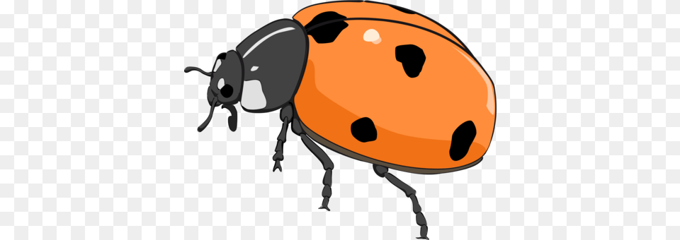 Beetle Orange Seven Spot Ladybird Drawing Red Orange Lady Bug Clip Art, Animal, Appliance, Blow Dryer, Device Png