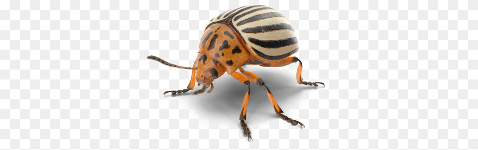 Beetle Photo Colorado Potato Beetle, Animal, Insect, Invertebrate Free Png