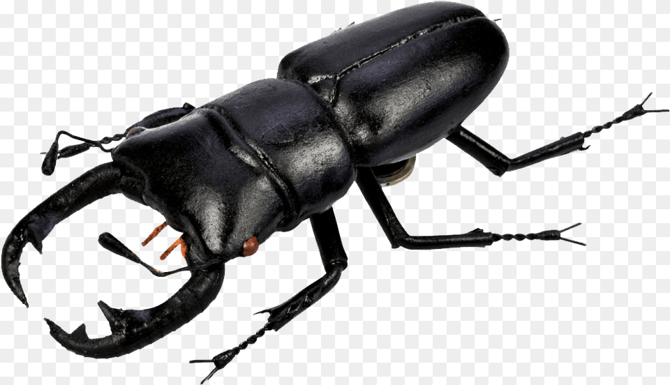 Beetle Pic Beetles, Animal, Dung Beetle, Insect, Invertebrate Free Png