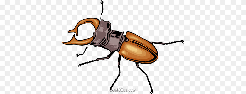 Beetle Royalty Vector Clip Art Illustration, Animal Free Png