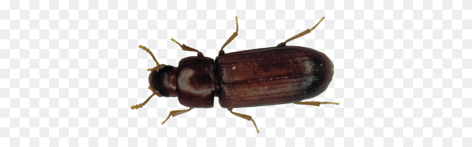 Beetle Signs Of Infestion Beetles In Your Home, Animal Free Png