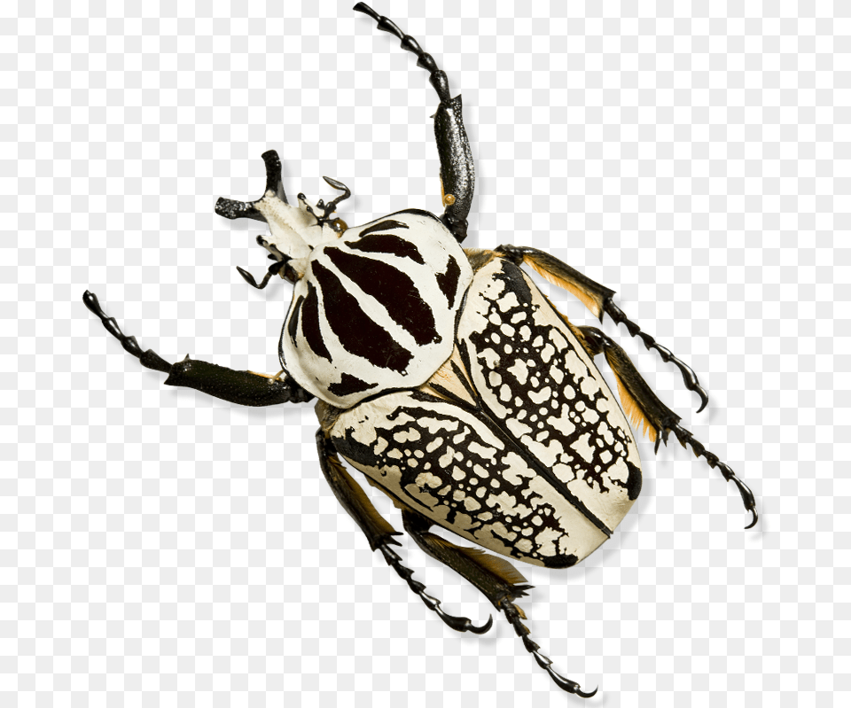 Beetle Transparent Black Australian Order Hemiptera, Animal, Insect, Invertebrate, Dung Beetle Png