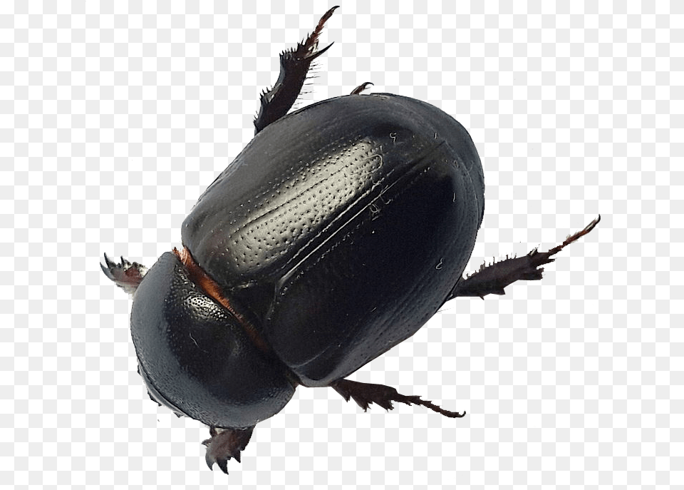 Beetle Black Beetles Invade Beach Argentina, Animal, Dung Beetle, Insect, Invertebrate Free Transparent Png
