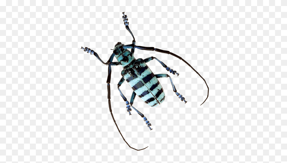 Beetle Transparent Image, Animal, Bee, Insect, Invertebrate Free Png