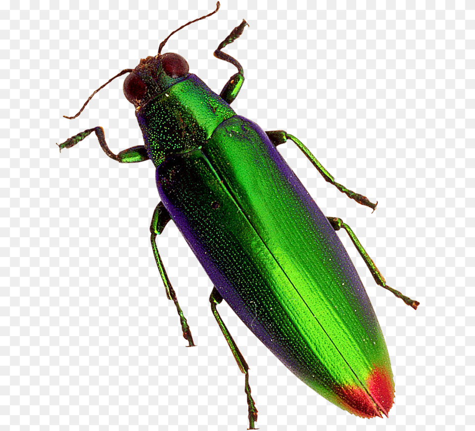 Beetle Transparent Beetles, Animal, Insect, Invertebrate, Firefly Png Image