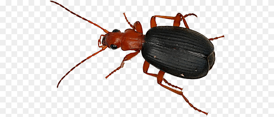 Beetle Transparent Portuguese Pathfinder Giant Bombardier Beetle, Animal, Insect, Invertebrate Free Png