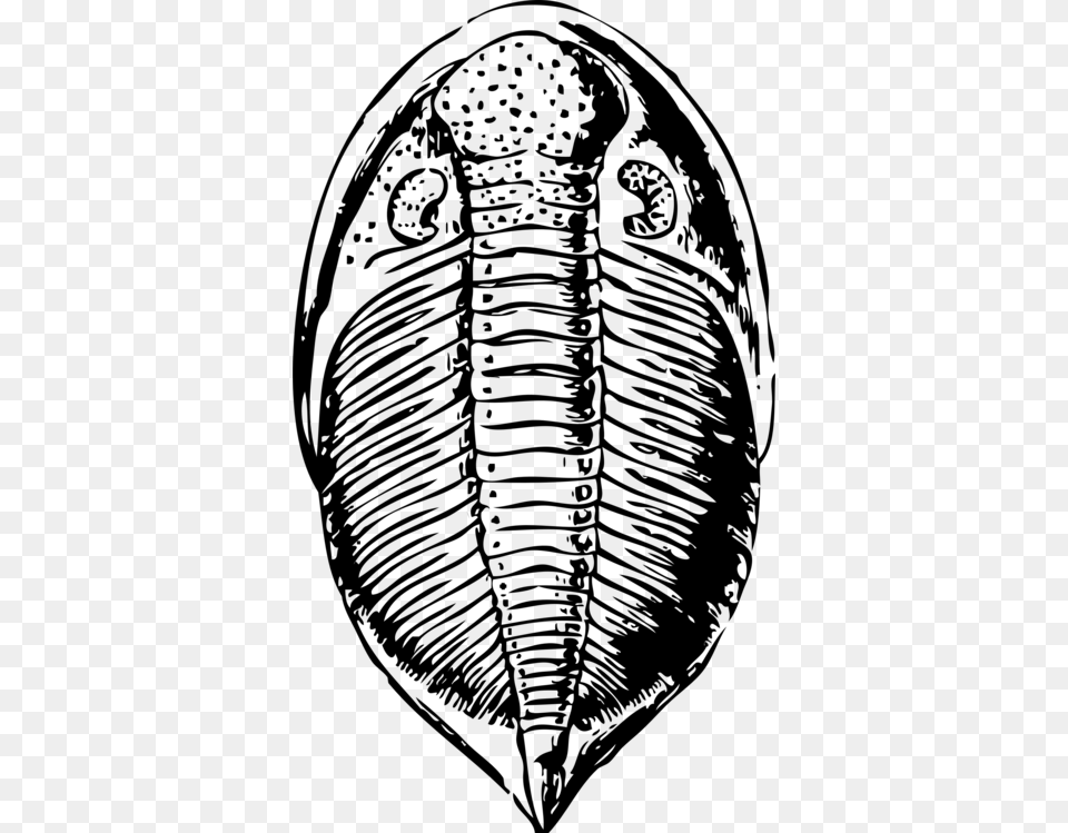 Beetle Trilobite Fossil Drawing, Gray Free Png Download