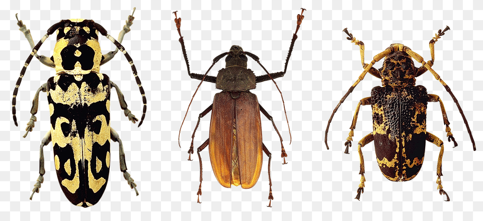 Beetles Animal, Bee, Insect, Invertebrate Png