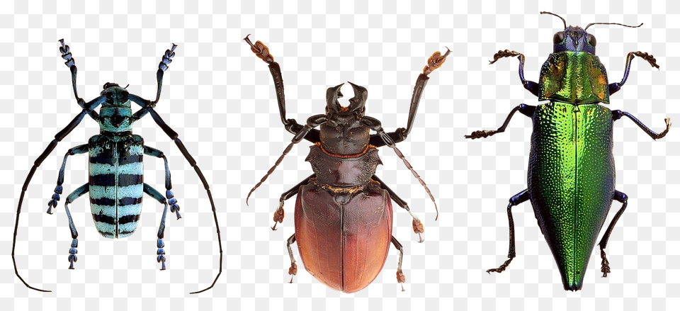 Beetles Animal, Insect, Invertebrate, Bee Free Transparent Png