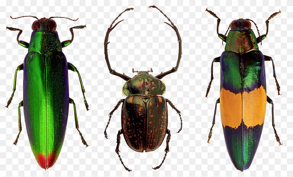 Beetles Animal, Insect, Invertebrate, Firefly Free Png