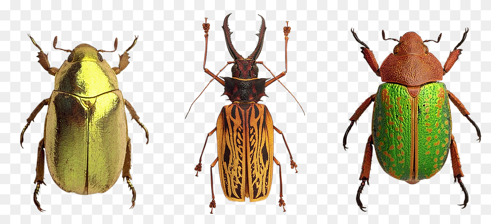 Beetles Animal, Insect, Invertebrate Free Png