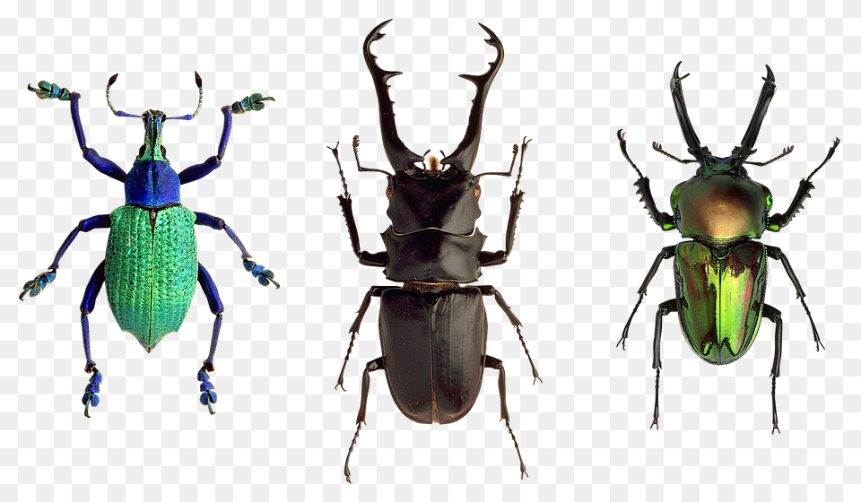 Beetles Animal, Insect, Invertebrate Free Png