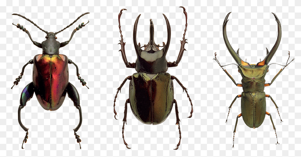 Beetles Animal, Insect, Invertebrate Free Png Download