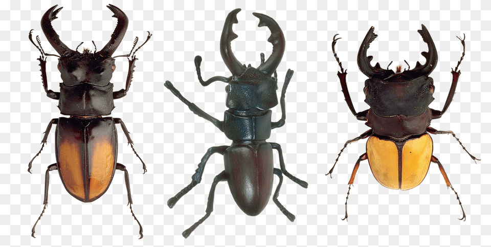Beetles Animal, Insect, Invertebrate Free Png