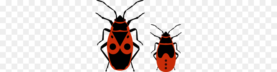 Beetles Clip Art Free Transparent Png