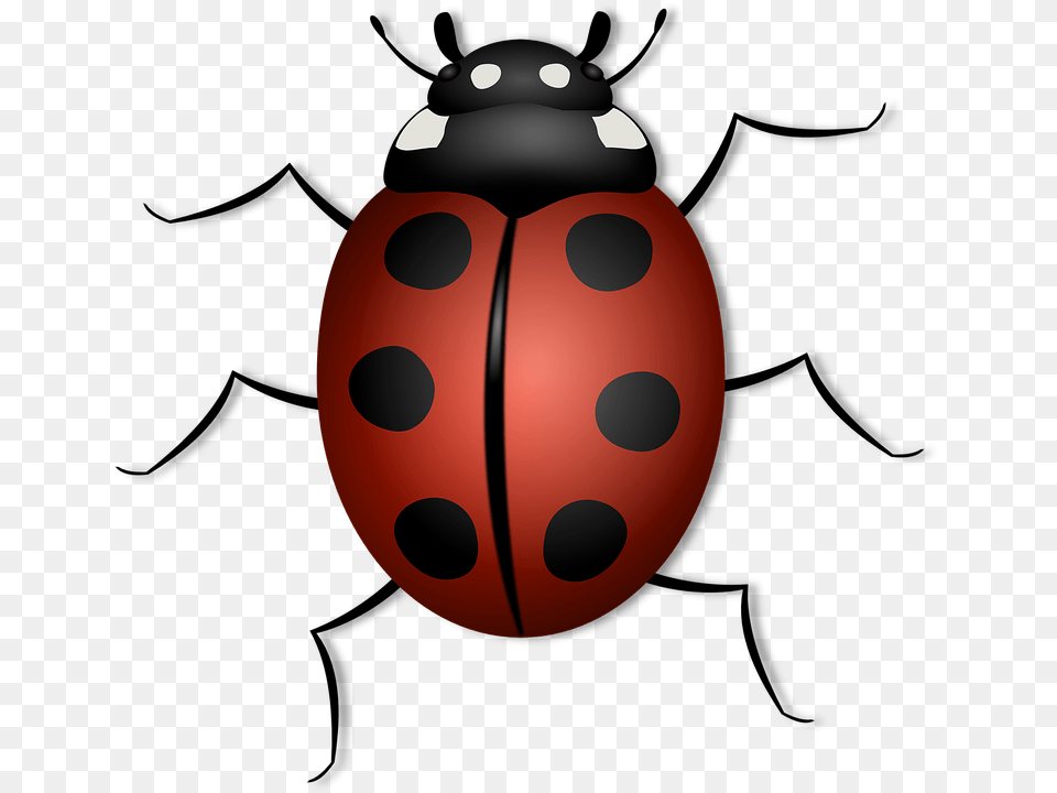 Beetles Clipart Clip Art, Animal Free Png Download