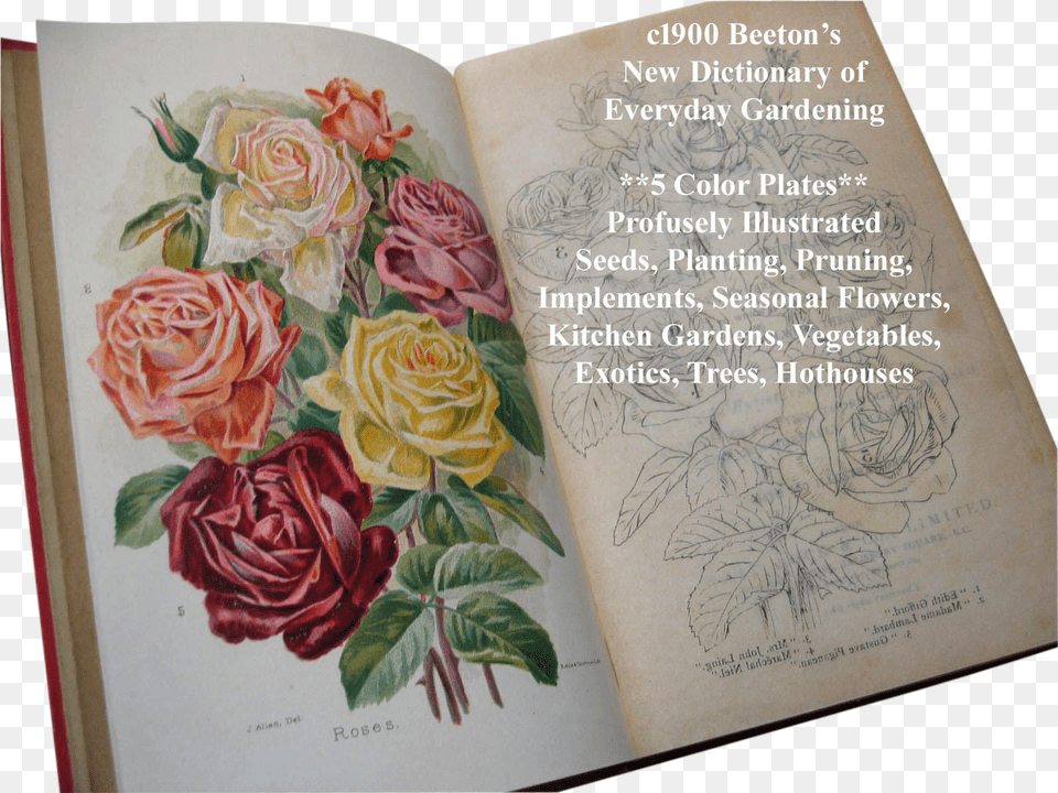 Beetons Dictionary Of Every Day Gardening Book Gardening, Rose, Publication, Plant, Flower Png