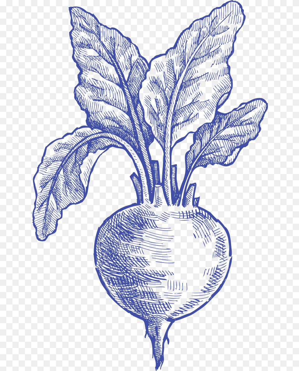 Beetroot Clip Art Amp Beetroot Image Beet Hand Drawn, Food, Produce Free Png Download