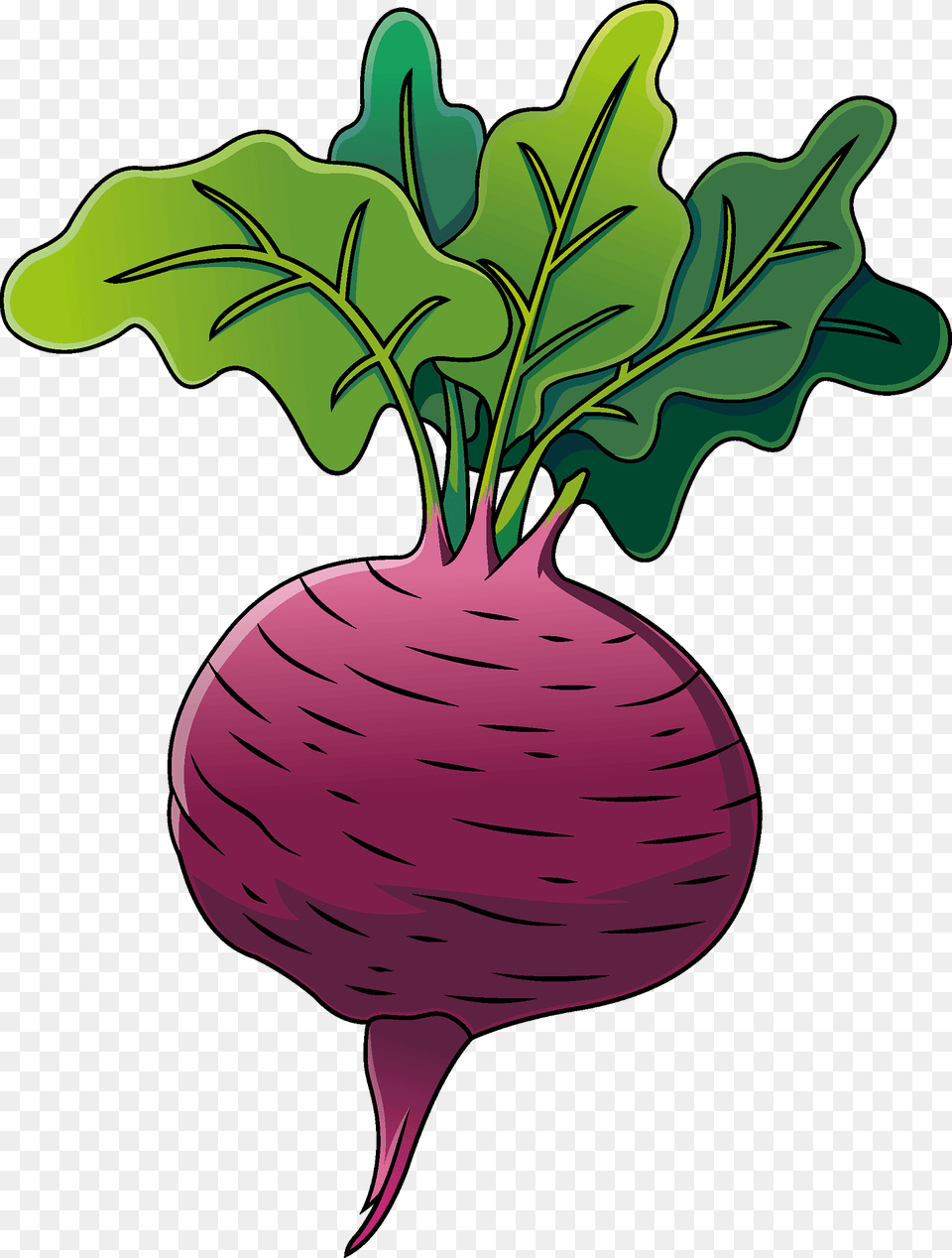 Beetroot Clipart, Food, Produce, Plant, Turnip Png Image
