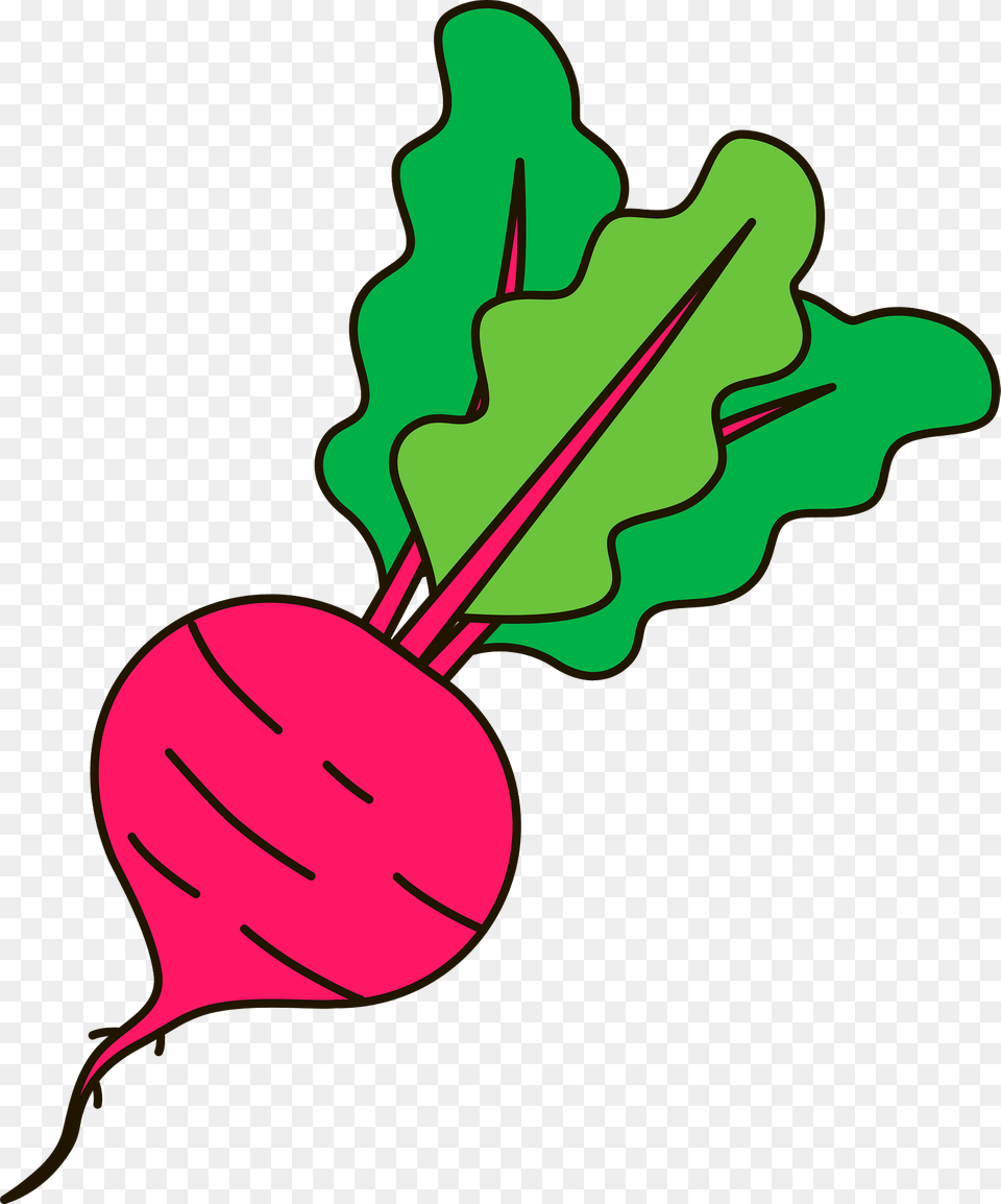 Beetroot Clipart, Food, Produce, Plant, Radish Png Image