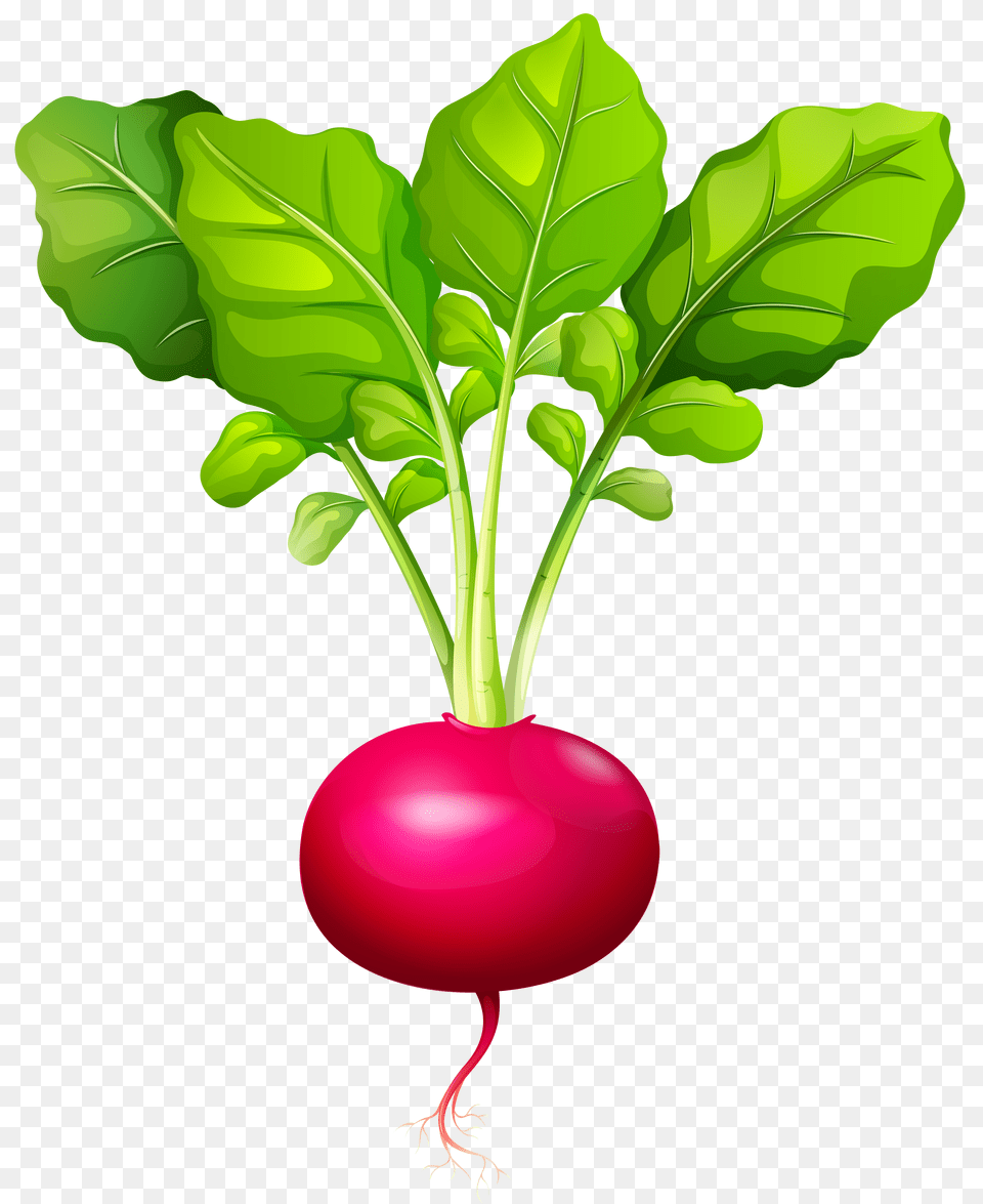 Beetroot Clipart Turnip Free Transparent Png