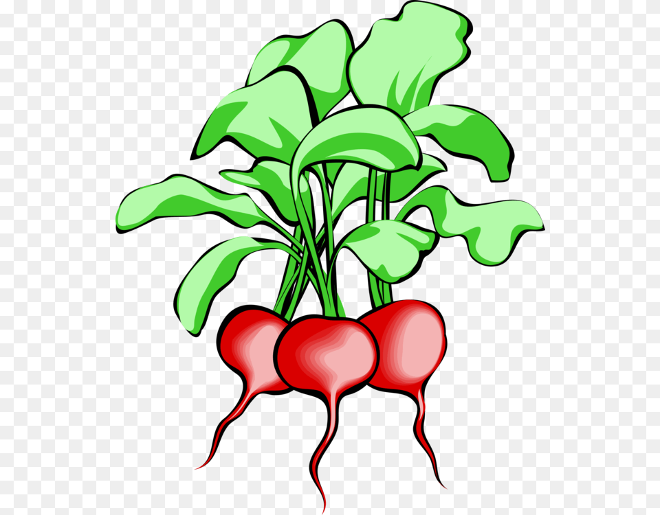 Beetroot Vegetable Sugar Beet Download, Food, Plant, Produce, Radish Png Image