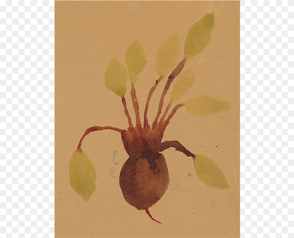 Beets, Plant, Art, Painting, Animal Free Transparent Png